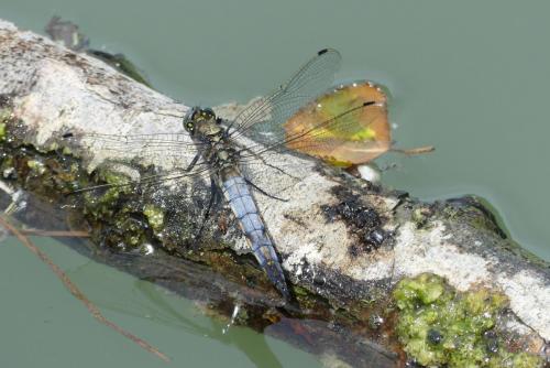 Réf. 257 949 : Orthetrum cancellatum